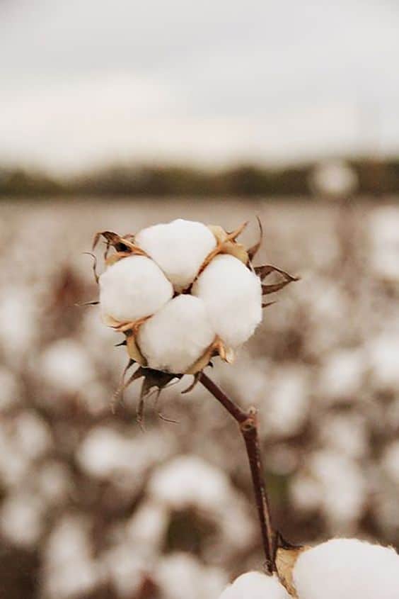photo d'un champ de coton