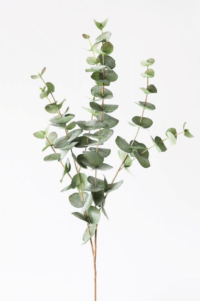 branche d'eucalyptus (source: Pinterest)